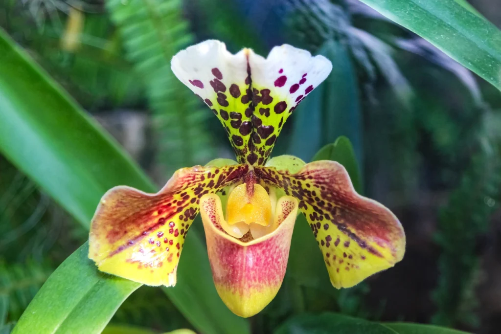 Paphiopedilum orchid, speckled yellow-red.