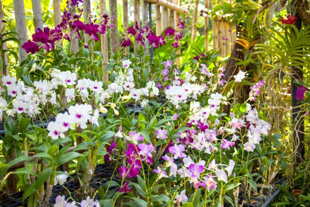 Orchid flowers in various colors.