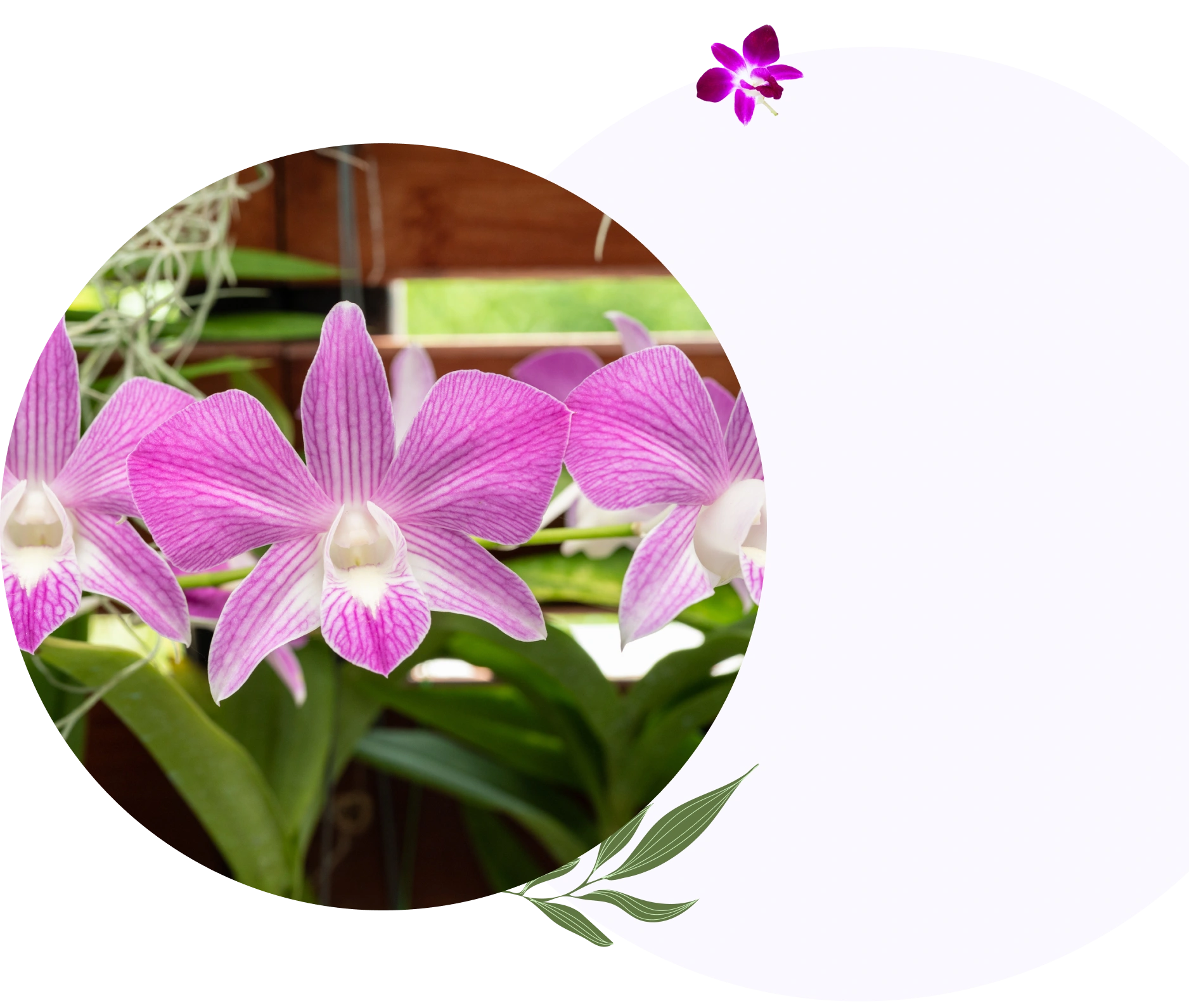 Beautiful pink orchids in bloom.