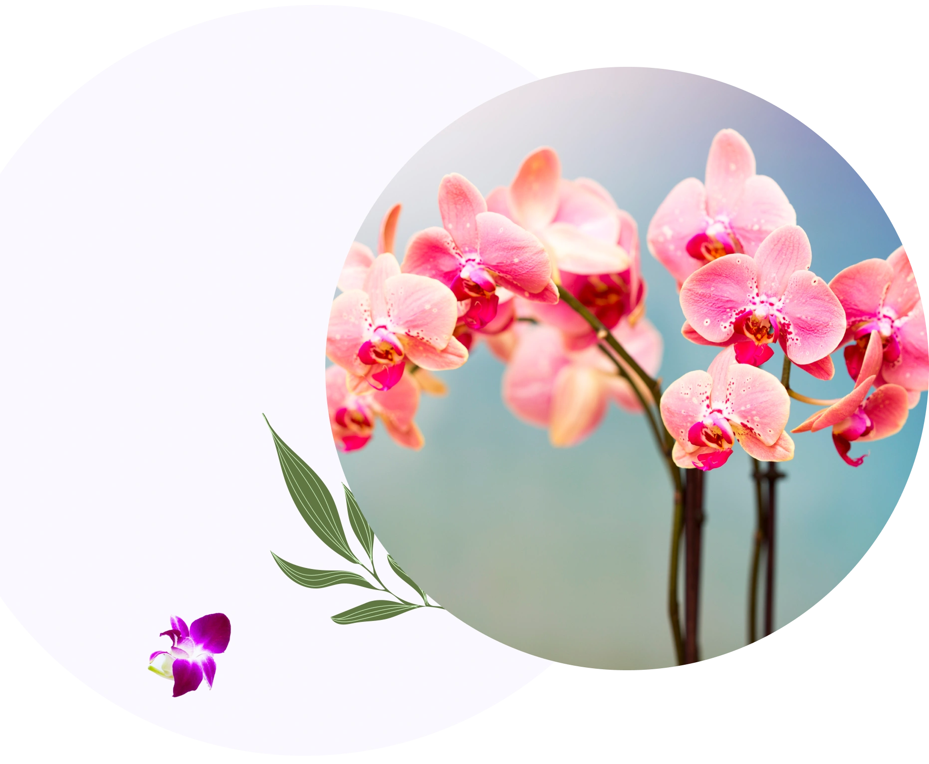 Pink orchids, floral design, elegance.