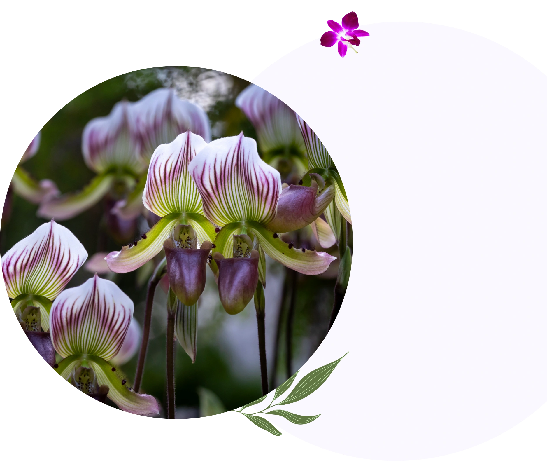 Striped Paphiopedilum orchids in bloom.