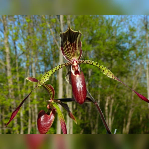 A close up of the flower of an orchid plant.
