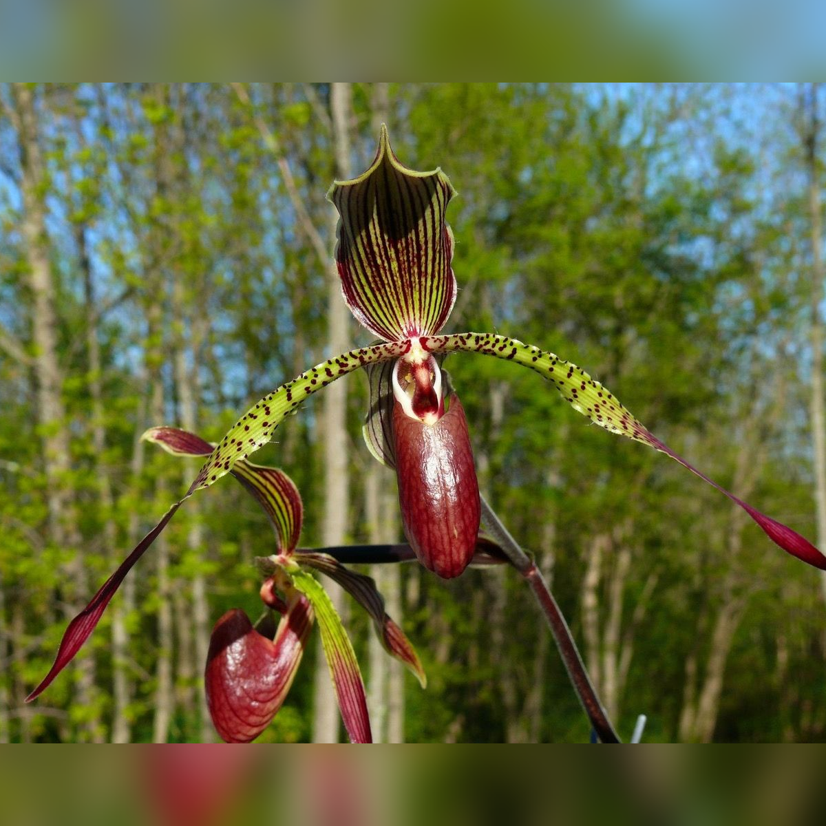 A close up of the flower of an orchid plant.