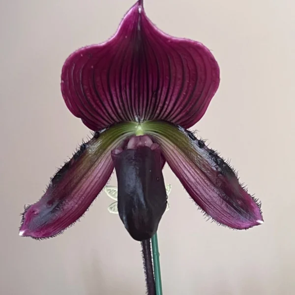 A close up of the flower of an orchid