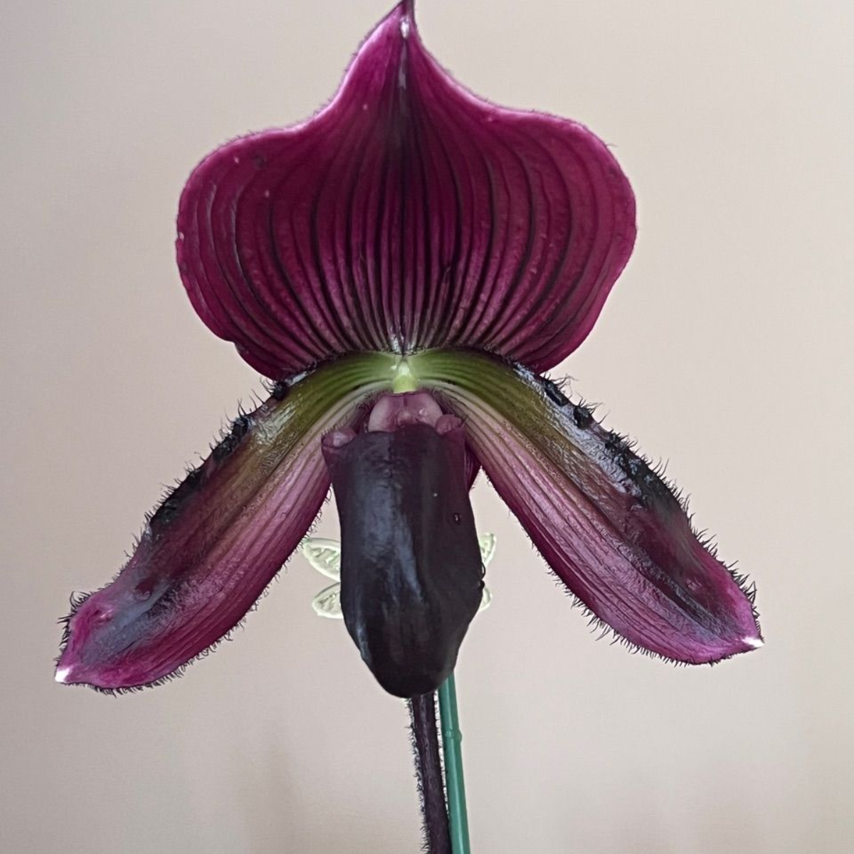 A close up of the flower of an orchid