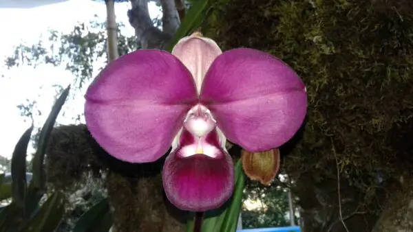 Phragmipedium kovachii - Image 2