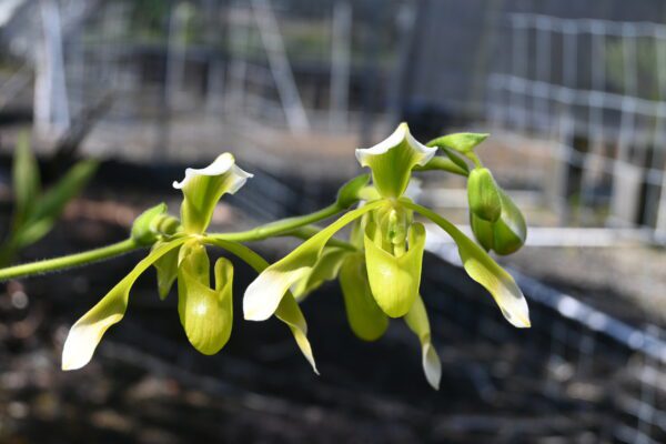 Paphiopedilum QF Elizabeth (Quintal Wonder x lowii Alba)