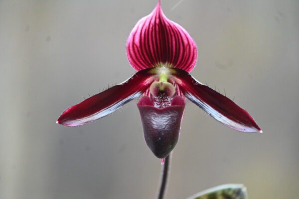 Paphiopedilum QF Warden (Lorraine's Pride x wardii)
