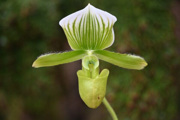 Paphiopedilum lawrenceanum alba