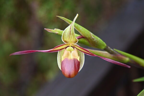 Phragmipedium longifolium - Image 2