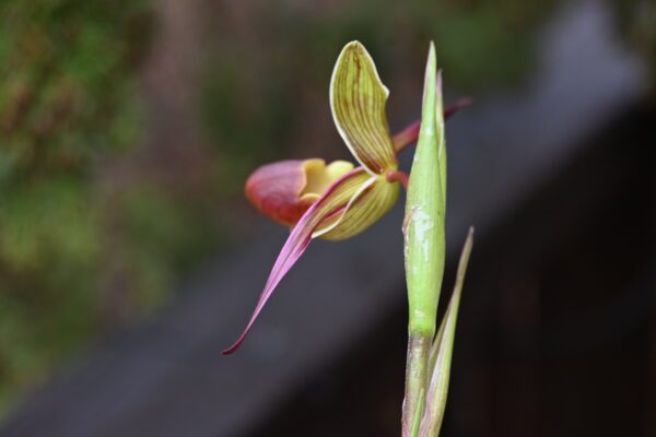 Phragmipedium longifolium - Image 3