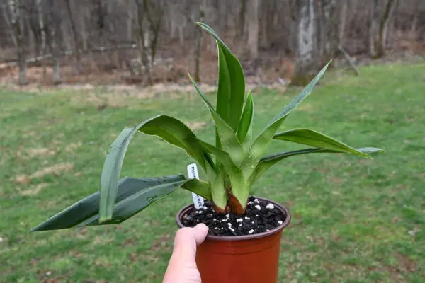 Phragmipedium kovachii - Image 4