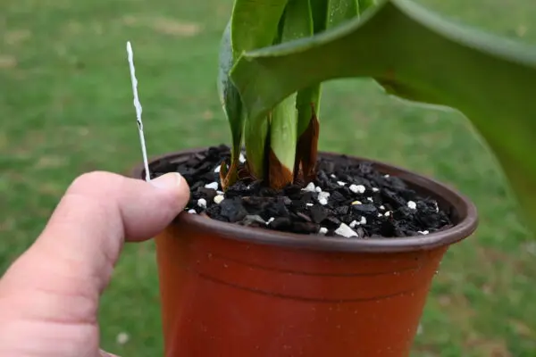 Phragmipedium kovachii - Image 5