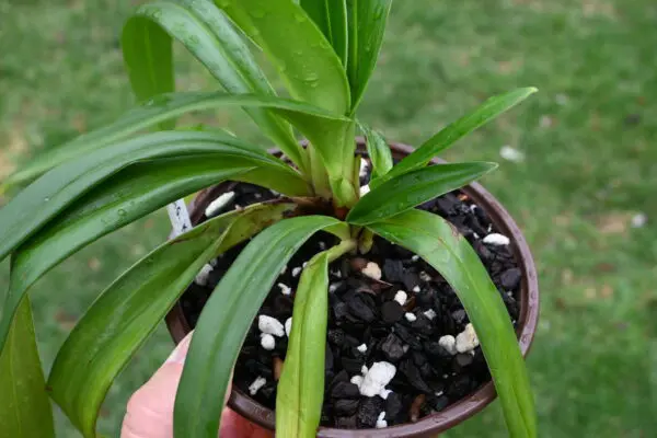 Phragmipedium kovachii - Image 7