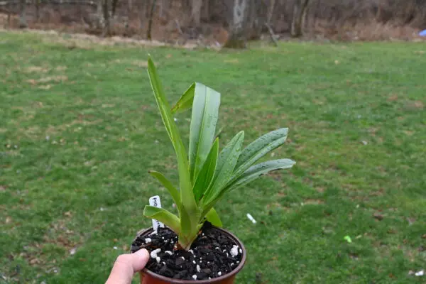 Phragmipedium kovachii - Image 8