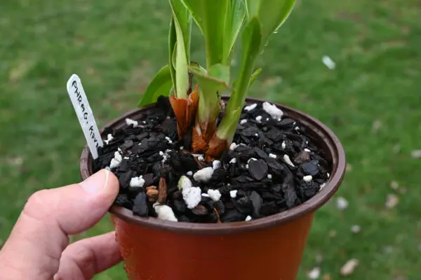 Phragmipedium kovachii - Image 9