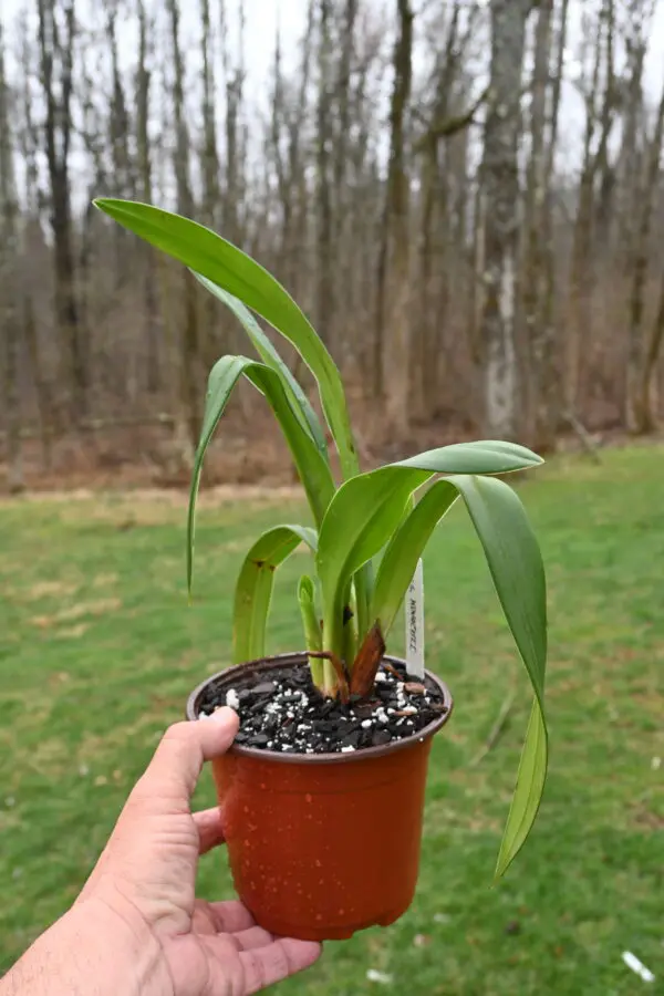 Phragmipedium kovachii - Image 10