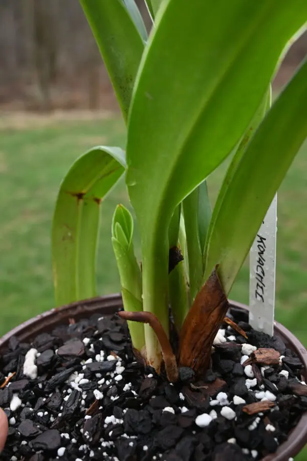 Phragmipedium kovachii - Image 11