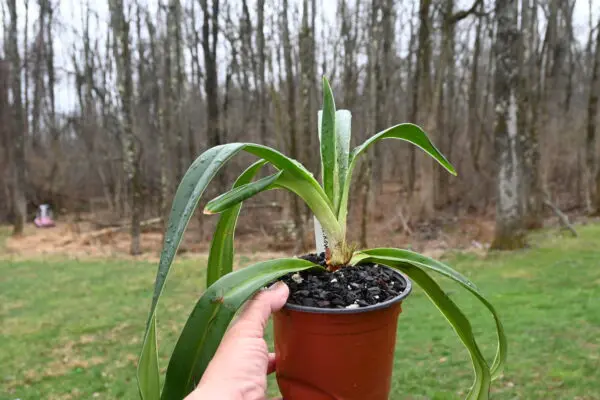 Phragmipedium kovachii - Image 12