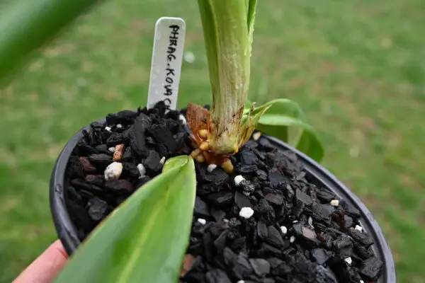 Phragmipedium kovachii - Image 13