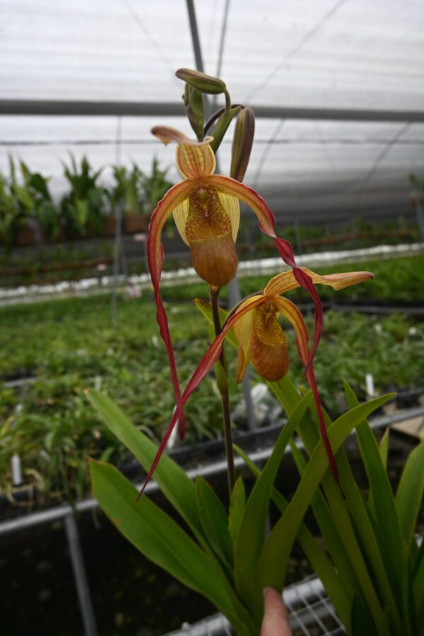 Phragmipedium Demetria (caudatum x sargentianum)
