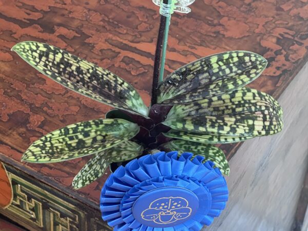 Paphiopedilum QF Voodoo Boxer - Image 3