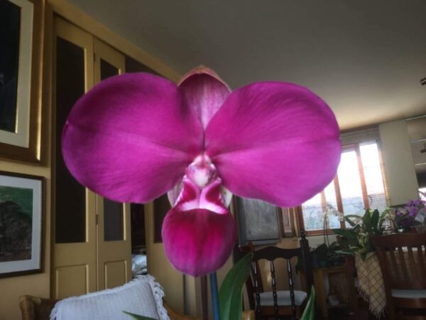 Phragmipedium kovachii