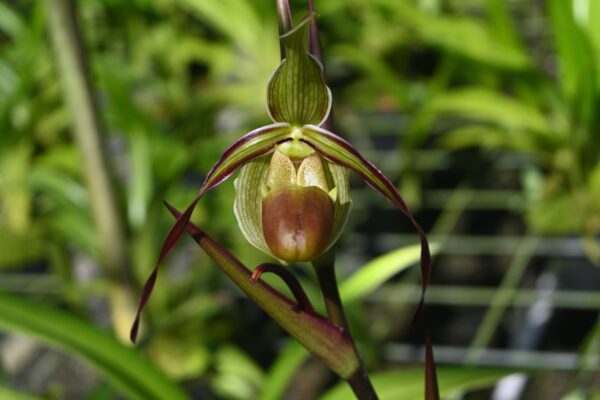 Phragmipedium longifolium