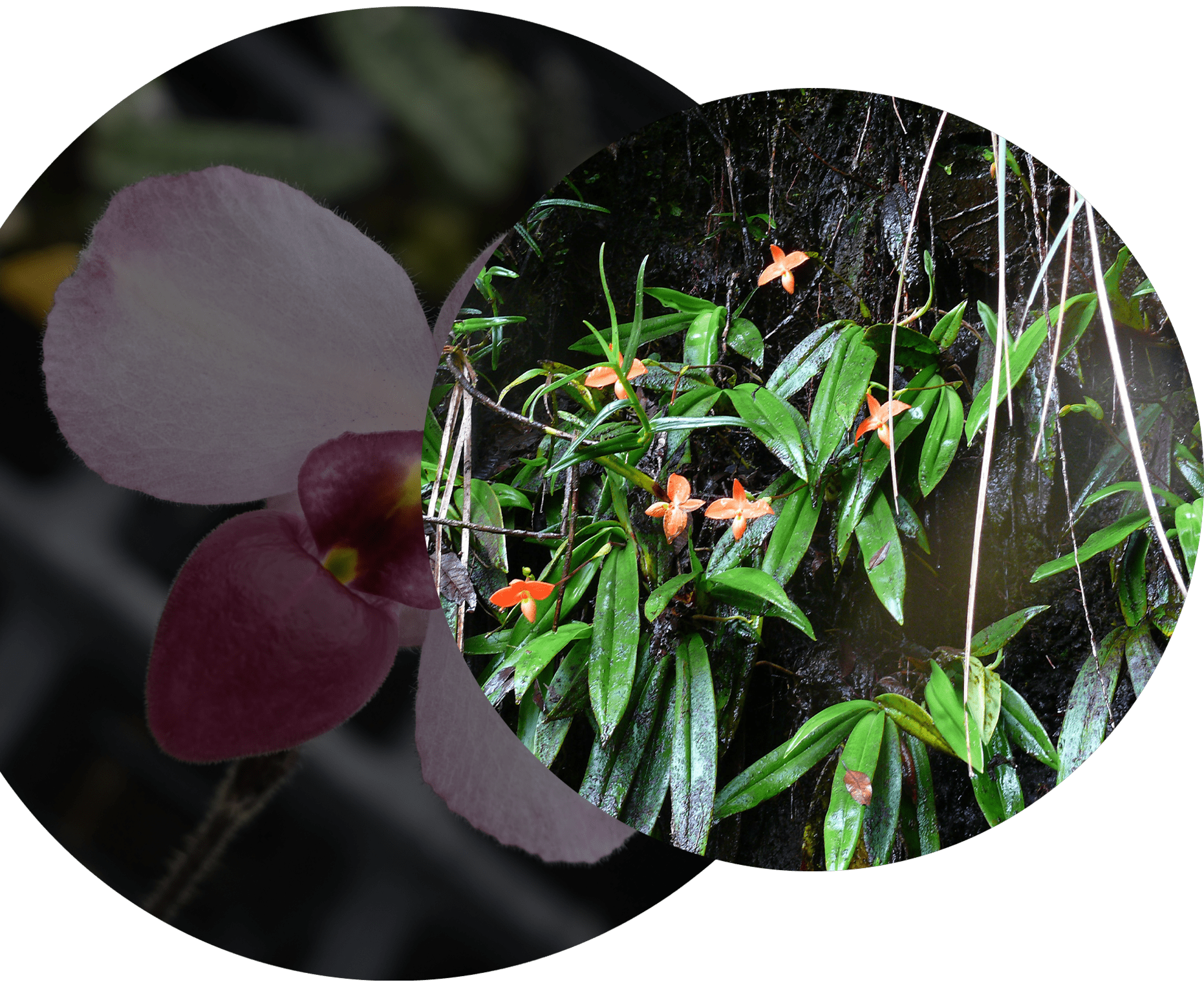 phragmipedium-culture A close up of flowers and plants in the forest.