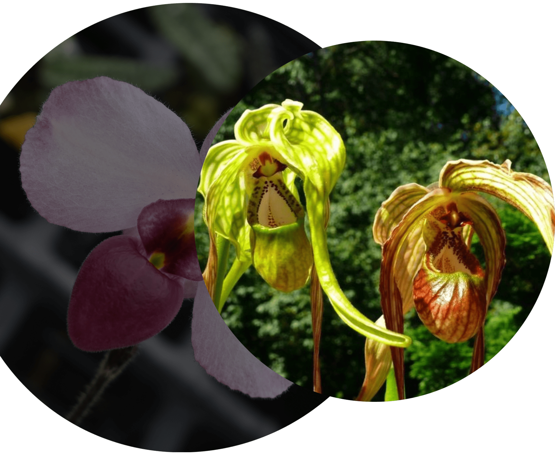 phragmipedium-taxonomy A close up of two flowers with one flower in the middle