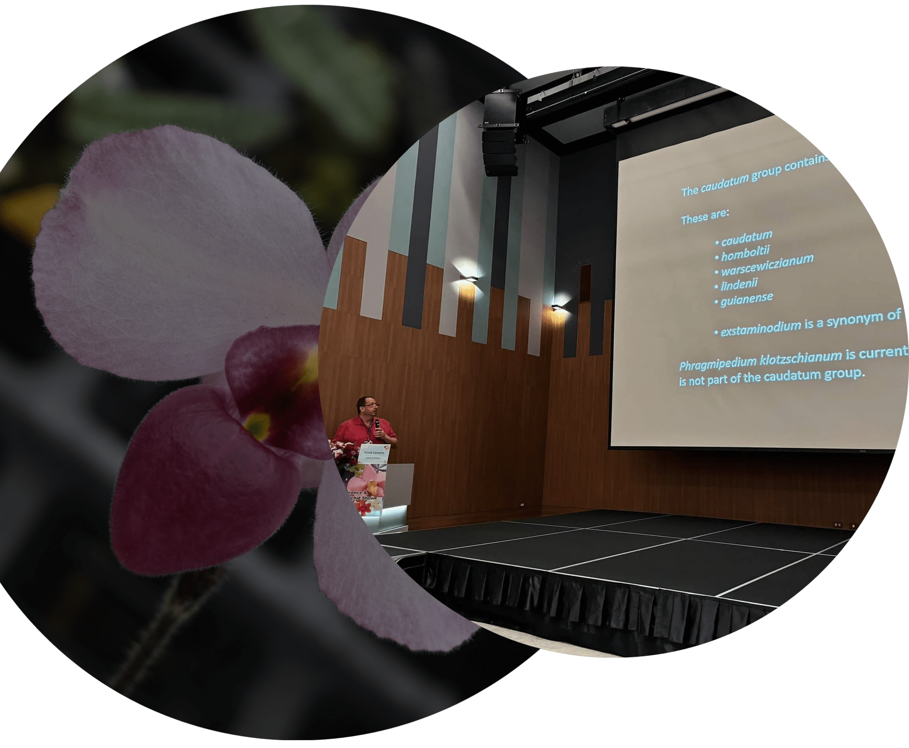A flower is in front of a projector screen.