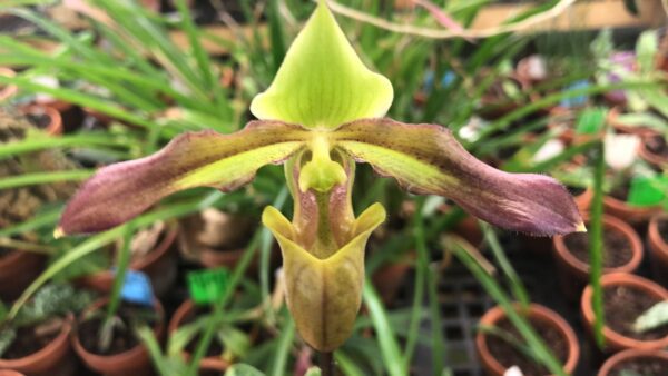 Paphiopedilum papuanum