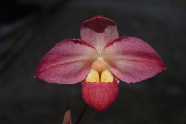 Phragmipedium QF Kaleikaumaka