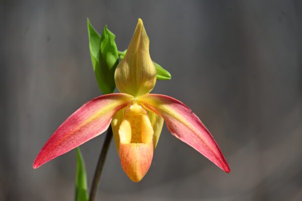 Phragmipedium Eric Young (longifolium alba x besseae)