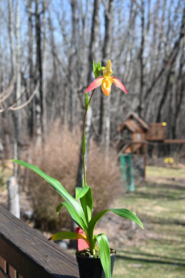 Phragmipedium Eric Young (longifolium alba x besseae) - Image 2