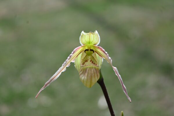 Phragmipedium pearcei "Malkito"