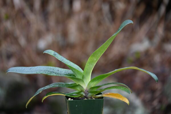 Paphiopedilum Wossner Vietnam Star (rothschildianum x vietnamense)