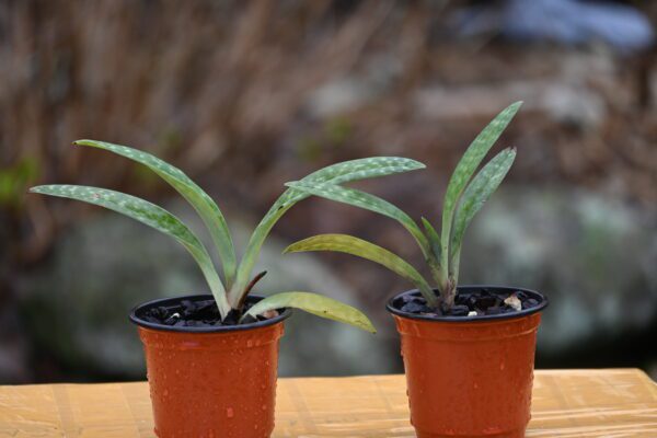 Paphiopedilum papuanum - Image 2