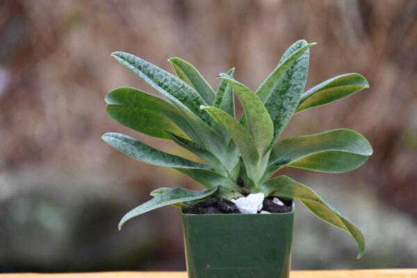 Paphiopedilum venustum album - Image 2