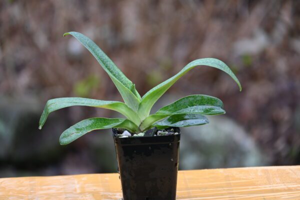 Paphiopedilum Jupiter