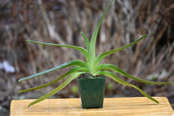 Paphiopedilum Kolosand x stonei - Image 2