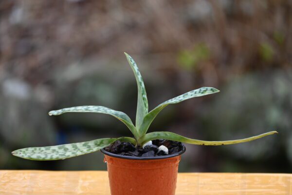 Paphiopedilum violascens - Image 2