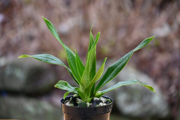 Phragmipedium Seymour Tower x schlimii (the form formally known as fischeri)