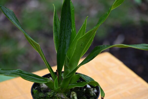 Phragmipedium Seymour Tower x schlimii (the form formally known as fischeri) - Image 2