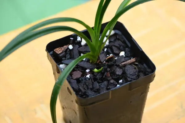 Phragmipedium pearcei "Malkito" - Image 3