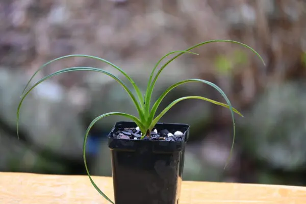 Phragmipedium pearcei "Malkito" - Image 2