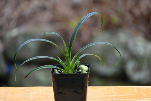 Phragmipedium longifolium ("Panama Poquitito" x self)