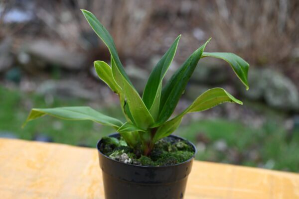 Phragmipedium QF Kaleikaumaka - Image 2
