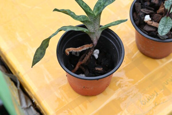 Paphiopedilum jackii - Image 2
