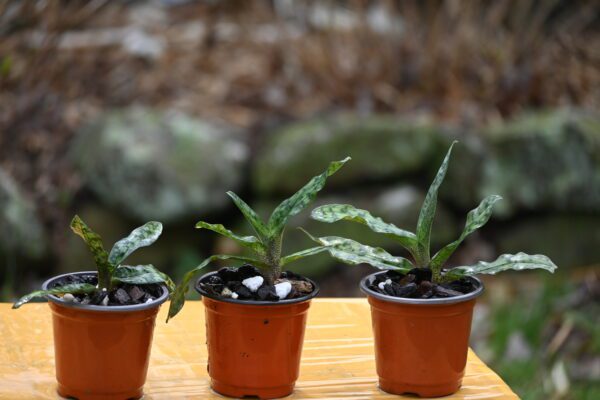 Paphiopedilum jackii - Image 3